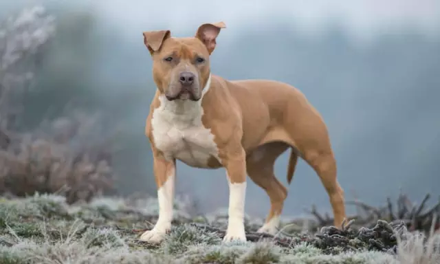 Kleine Arten von Terrier-Hunden