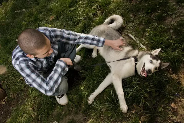 Welche Arten von Hakenwürmern kommen bei Hunden vor?