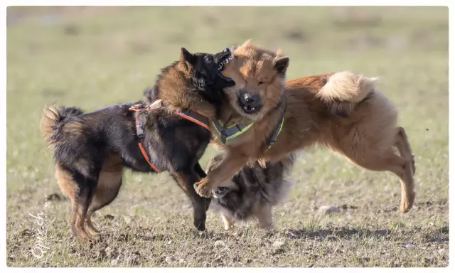 Les araignées constituent-elles une menace pour les chiens?