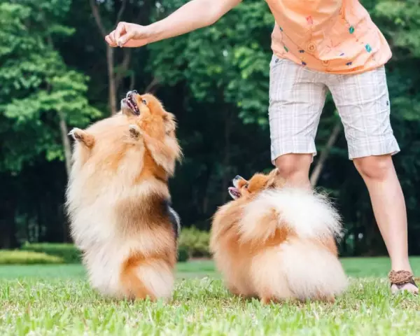 Wie man einen Hund davon abhält, mit Citrus Spray zu bellen