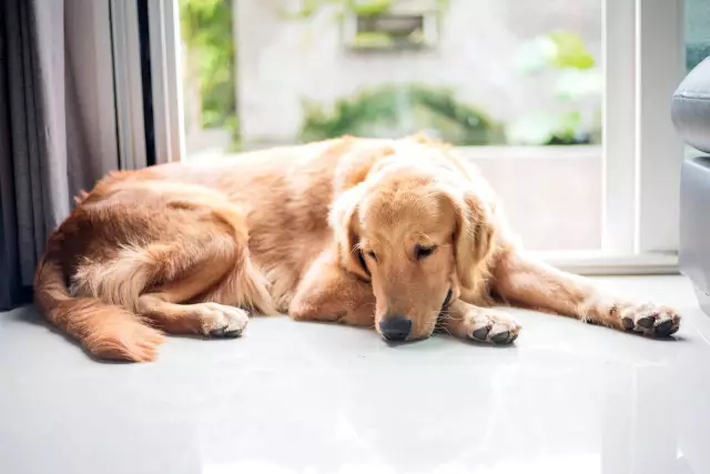 Symptômes chez les chiens après des tirs annuels