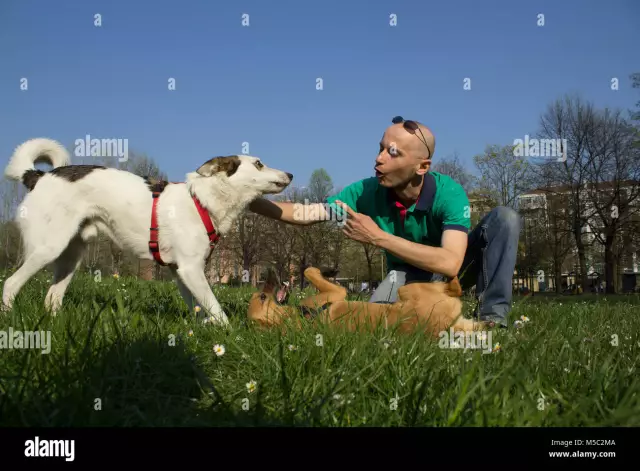 Wie man einem Hund beibringt, Schlangen zu meiden