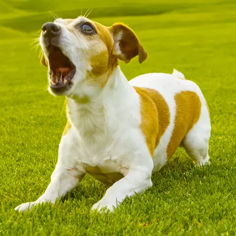 Comment apprendre à un chien à ne pas attaquer le facteur?