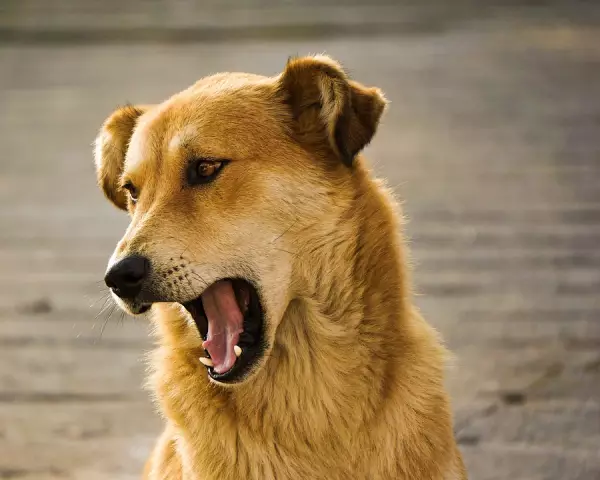 Comment apprendre à votre chien à ne pas contrer le surf