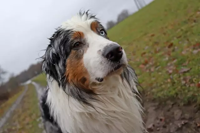 Comment savoir quand un chien devient nerveux ou bouleversé