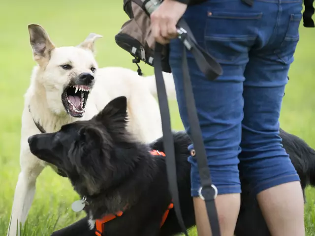 Comment savoir si un chien va être agressif