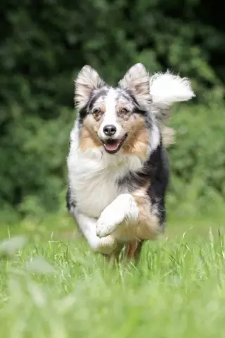 Dinge, die wir über Australian Shepherds wissen müssen