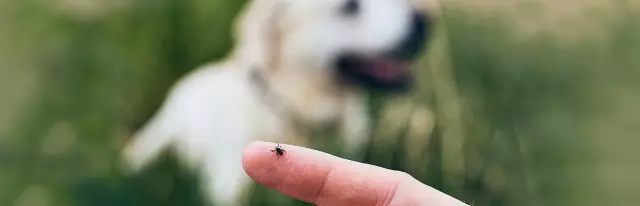 Die besten Methoden zur Vorbeugung von Zecken bei Hunden