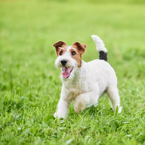 Toy Fox Terrier -värit