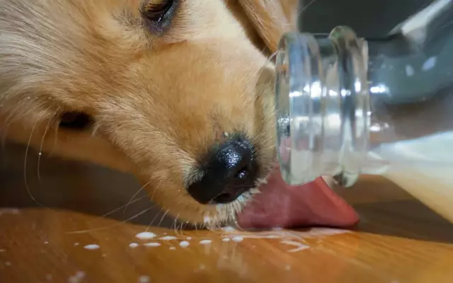 Welche Arten von Flüssigkeiten können Hunde trinken?