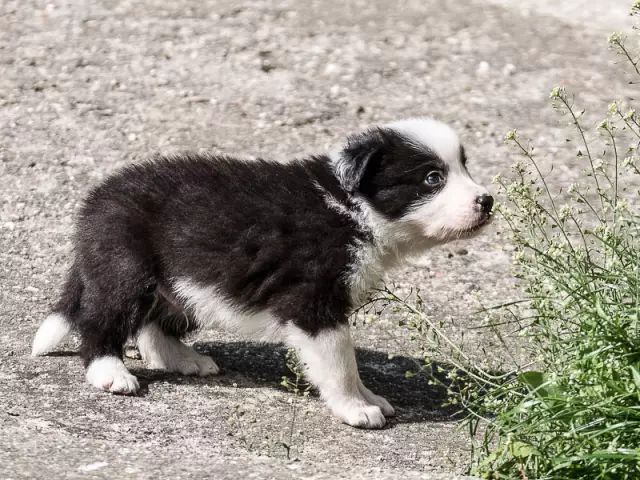 Façons de garder votre border collie occupé