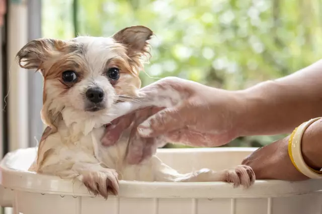 Comment sevrer les chiots