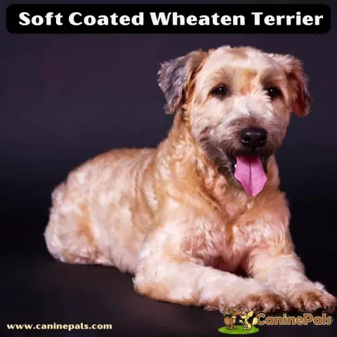 Wheaten Terrier Hinweise & Geheimnisse