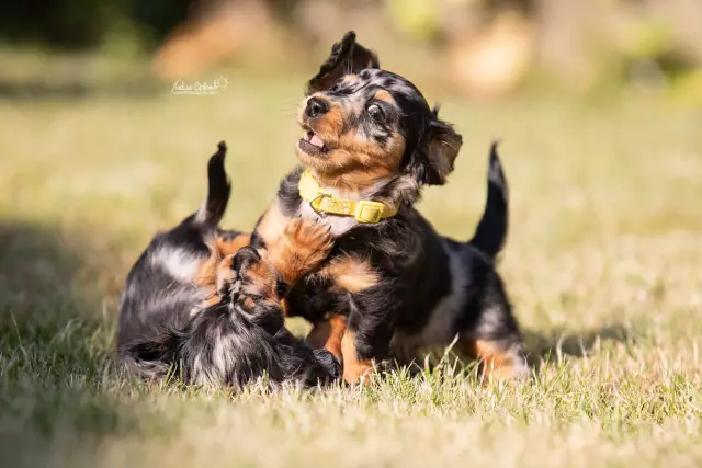 Les pommes sont-elles bonnes pour les chiots?