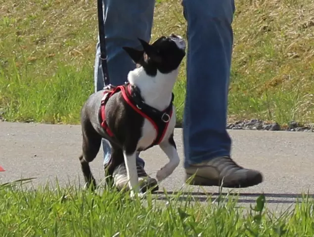 Boston Terrier: Ποιο είναι το μέσο ύψος και βάρος;