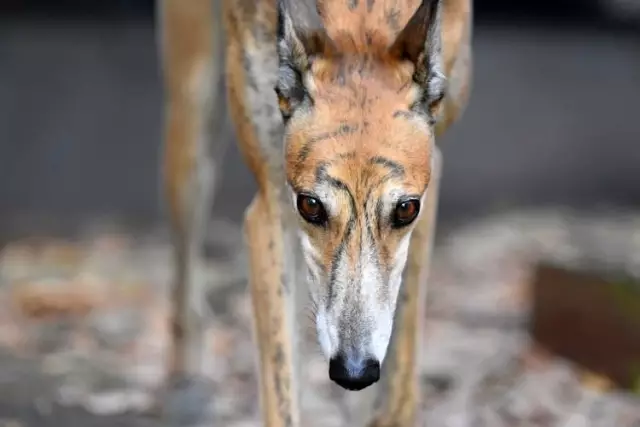 Brindle farbige Hunde