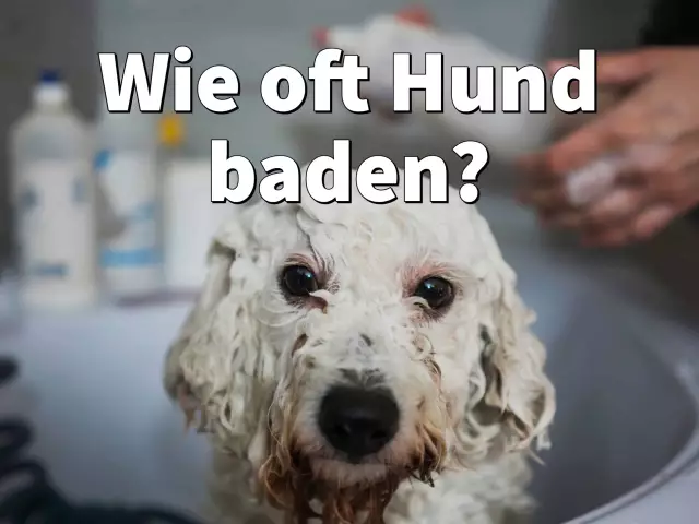 Können Sie einen stillenden Hund baden?