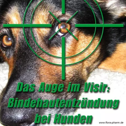 Kann eine Bindehautentzündung zwischen Hunden übertragen werden?