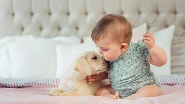 Was kann ich einem Hund geben, der ständig zu besorgt und auf und ab geht?