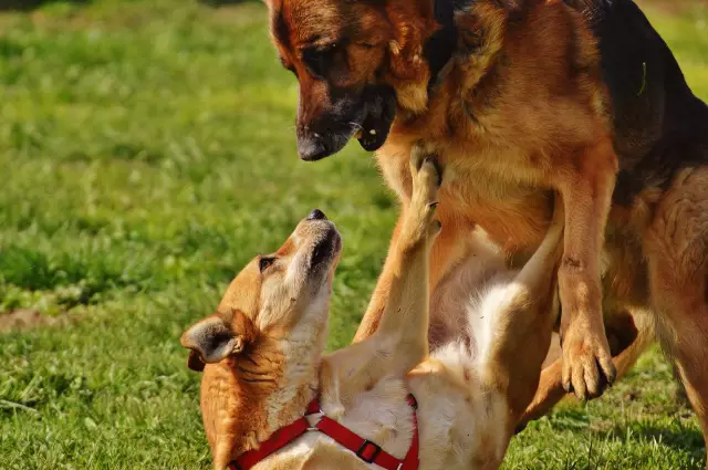 Kann ein schwangerer Hund die Welpen eines anderen Hundes stillen?