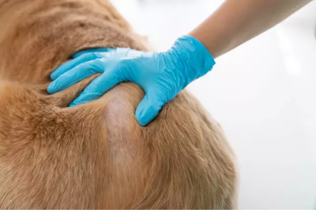 Syndrome de crampes épileptoïdes canins