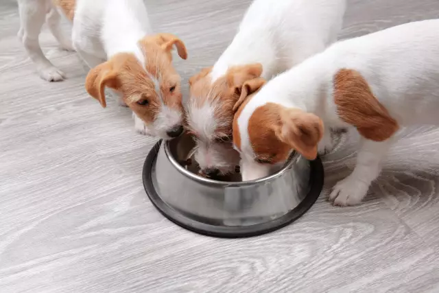 Comment prendre soin d'un chien avec les ankylostomes