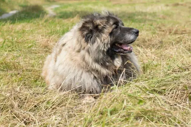 Kaukasischer Schäferhund gegen tibetanischen Mastiff