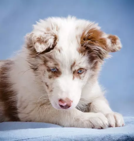 Welche Farbe hat ein Blue Merle?