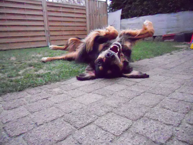 Συγκρίνετε έναν Αγγλικό Setter σε ένα Springer Spaniel