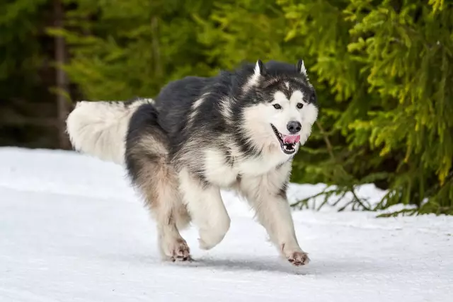 Σύγκριση & Αντίθεση του Alaskan Malamute & του Husky