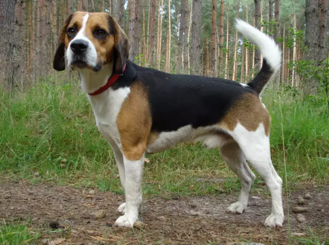 Was ist der Unterschied zwischen einem Beagle und einem Coonhound?