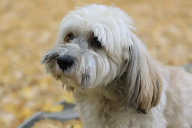 Les différences entre un havanais et un terrier tibétain