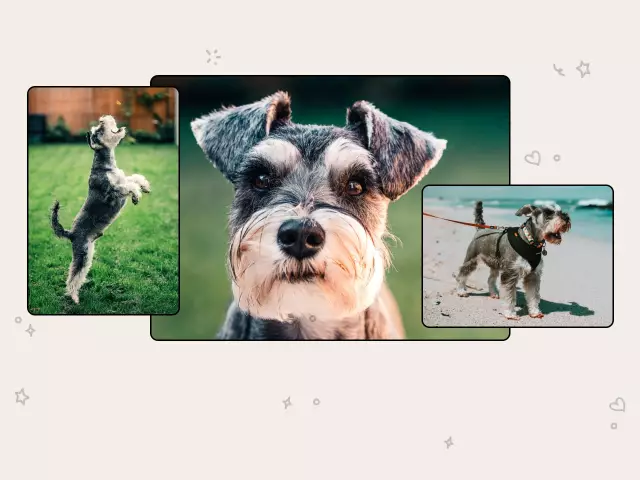 Was sind die verschiedenen Arten von Schnauzer?