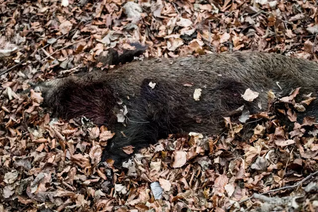 Krankheit, bei der ein Hund keine Fette metabolisieren kann