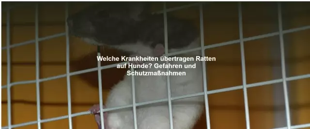 Welche Krankheiten können Hunde voneinander übertragen, wenn sie geimpft wurden?