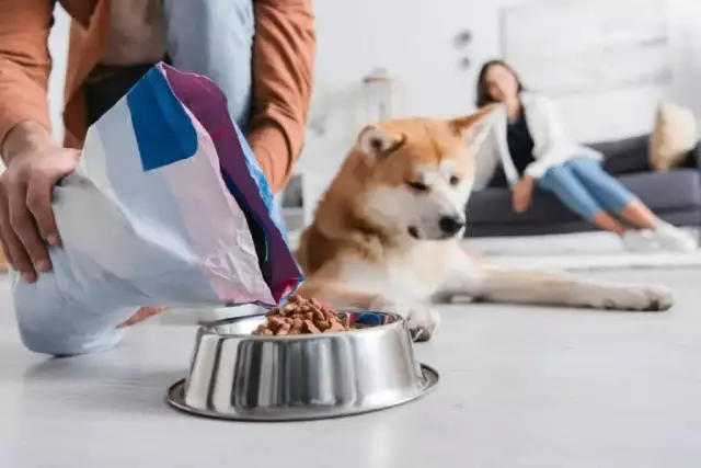 Comment amener votre chien à laisser tomber quelque chose qui est dans sa bouche