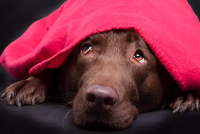 Que faire si ma chienne devient difficile pendant sa grossesse