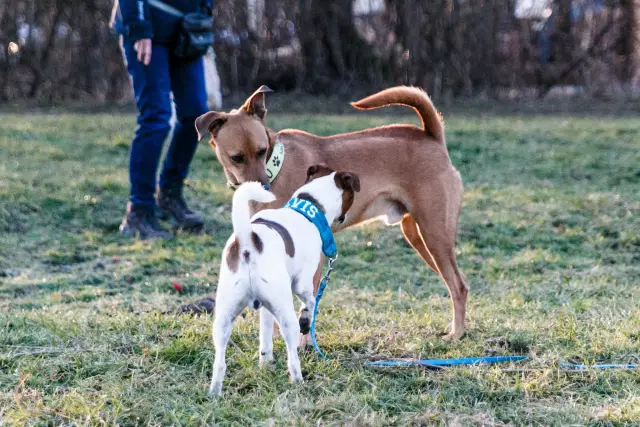 Quand le chien commencera-t-il à allaiter ses chiots?