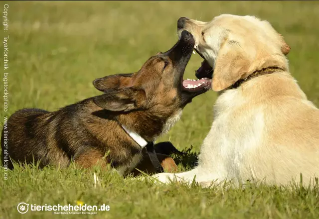 Knurrverhalten von Hunden beim Treffen mit anderen Hunden