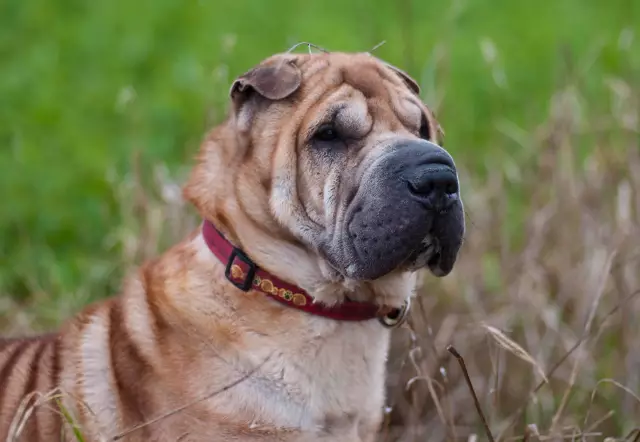 Est-ce que les chiens développent une paralysie comme les humains?