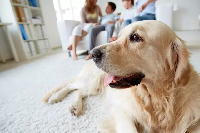 Hunde, die in einer Wohnung glücklich wären