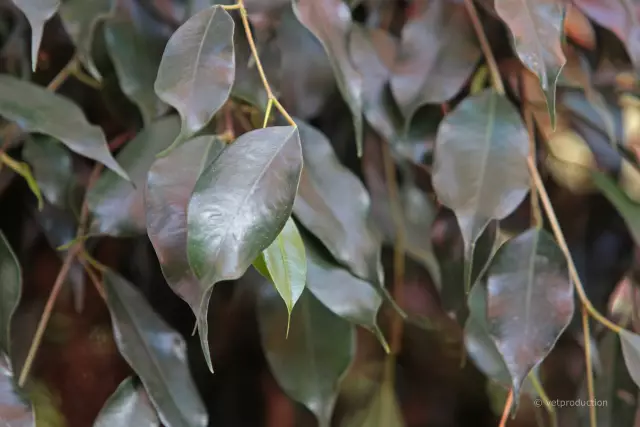 Les plantes d'intérieur Ficus sont-elles toxiques pour les chiens?