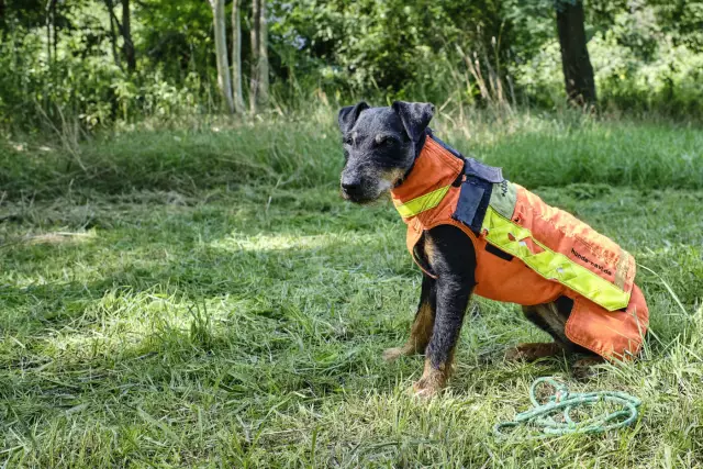 Freilandveranstaltungen für Jagdhunde