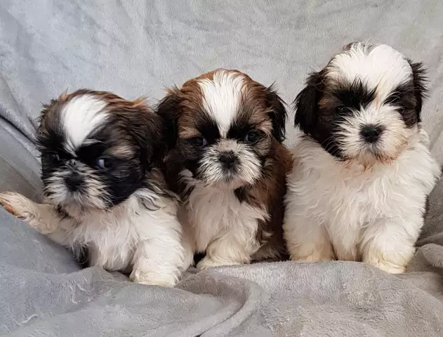 Fünf Fakten über Shih Tzu Welpen