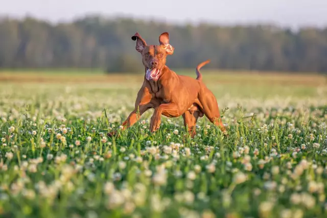 Was ist ein gutes Hundefutter und was ist ein schlechtes Hundefutter?