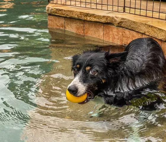 Que se passe-t-il lorsque les chiens boivent dans une piscine chlorée?