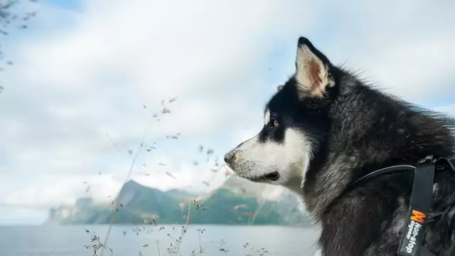 Sind Huskies & Alaskan Malamutes dasselbe?