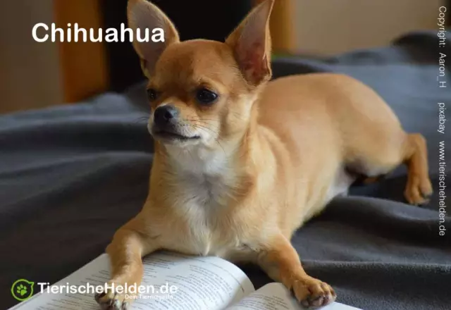 Informationen zur Pflege der Teetasse Chihuahua