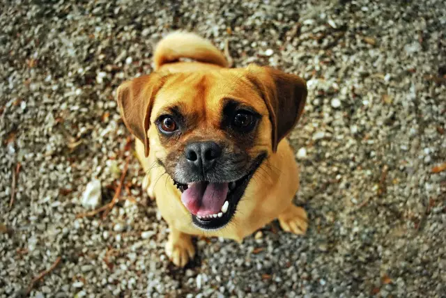 Quel type de repas puis-je cuisiner pour mon chien?