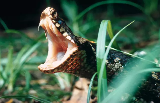 Πόσο καιρό παίρνει ένα Snakebite να επηρεάσει ένα σκυλί;